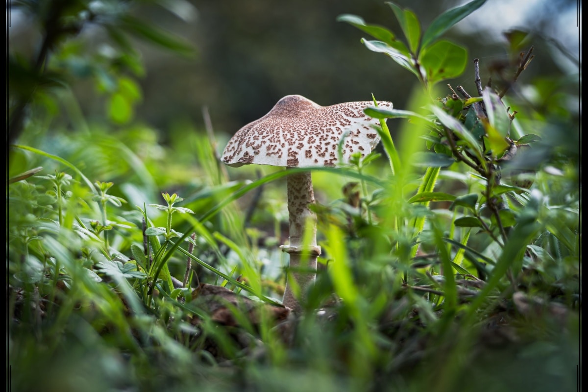 lepiota brunneoincarnata
