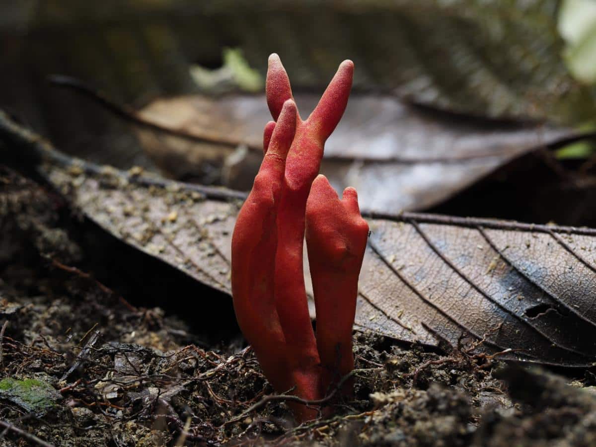 poison fire coral mushroom