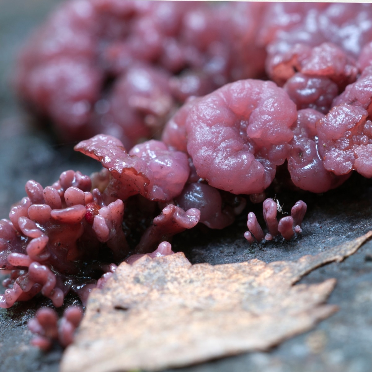 Purple Jellydisc Fungus Identification Guide: Foraging, Lookalikes