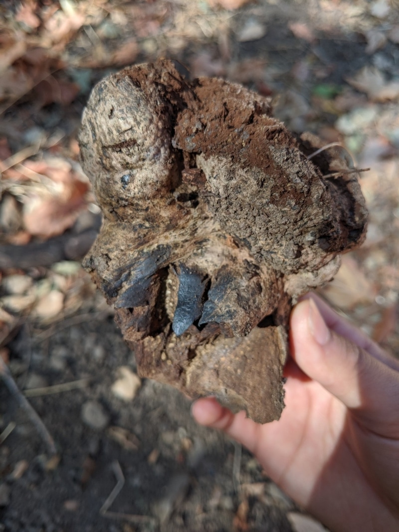 dyeball, dog turd fungus, horse dung fungus