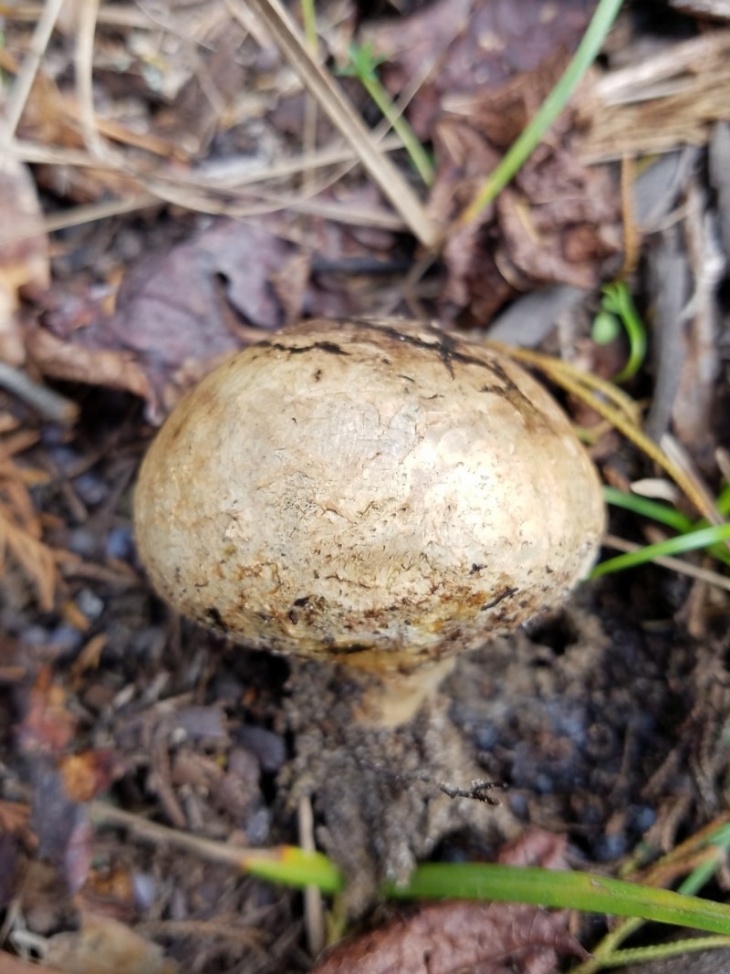 dyeball, dog turd fungus, horse dung fungus