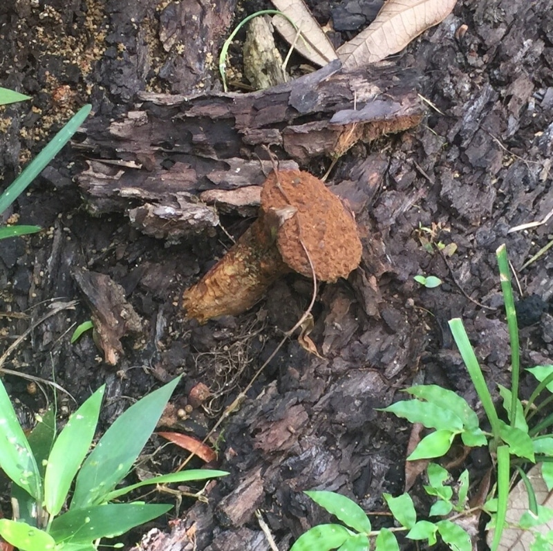 dead mans leg mushroom