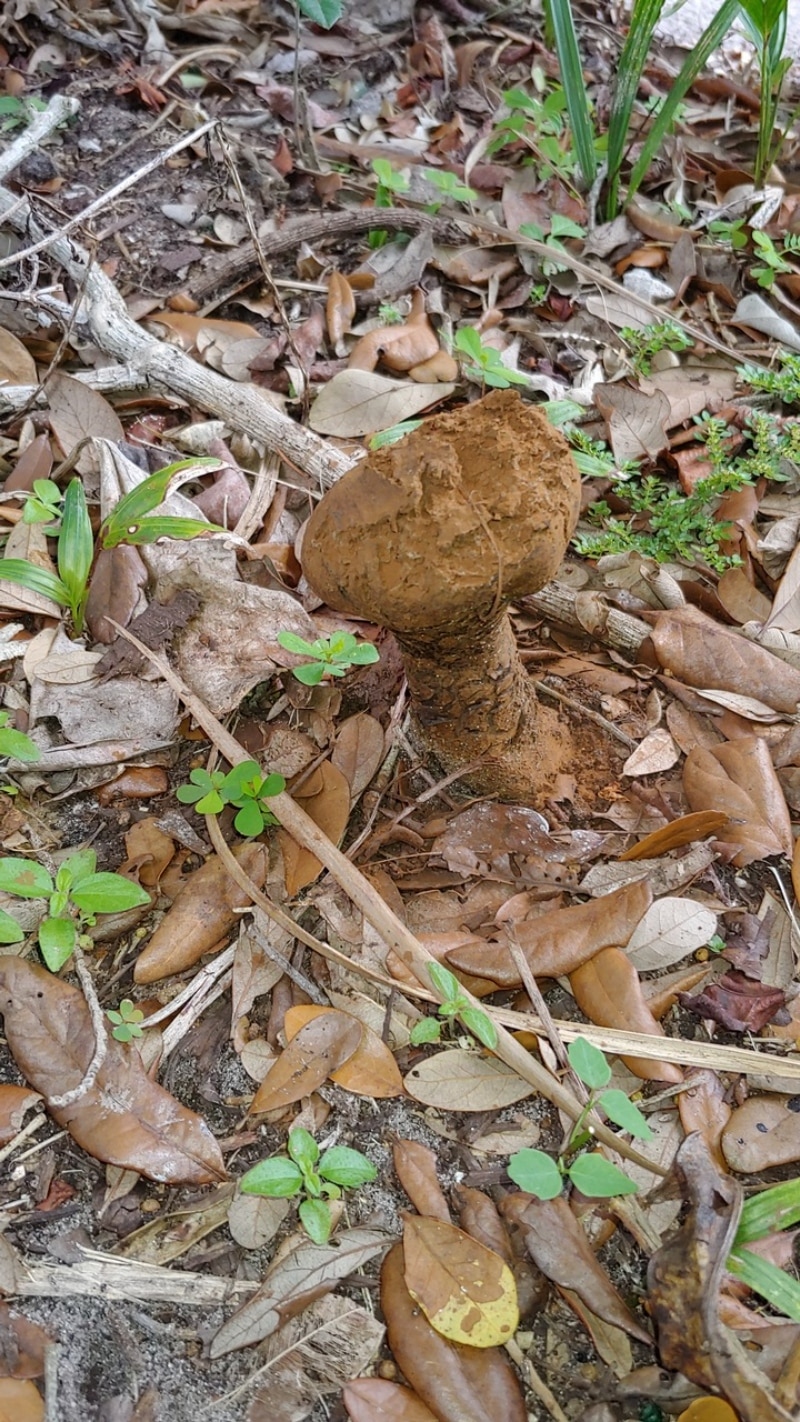 dyeball, horse dung fungus