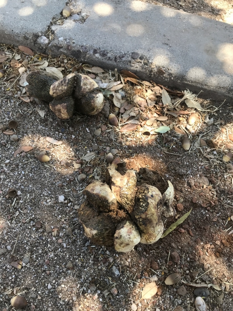 dog turd fungus, horse dung fungus