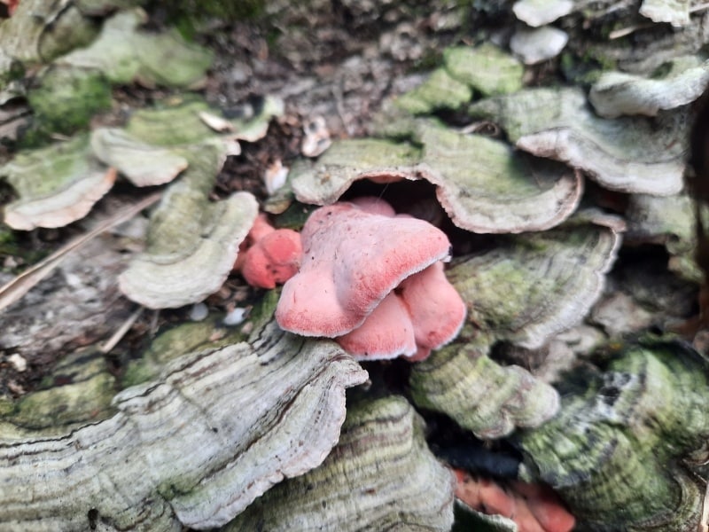 coral pink Phlebia mushroom