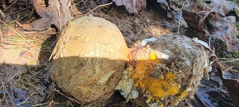 dead man's foot fungus