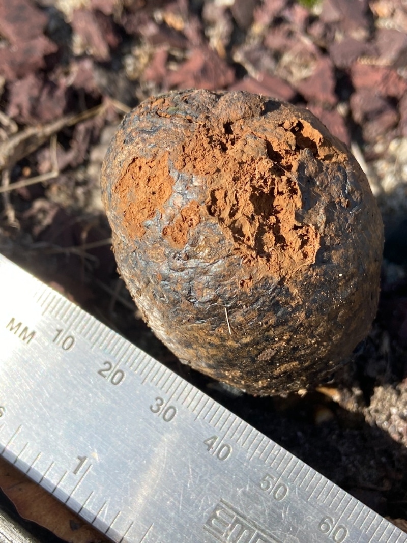 dyeball, dog turd fungus, horse dung fungus