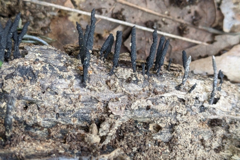Xylaria longiana