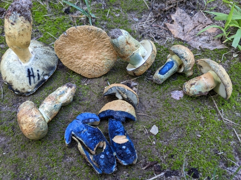cornflower bolete aka blueing bolete