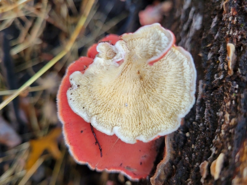 Coral Pink Merulius, Coral Pink Wood Crust, Coral Pink Phlebia