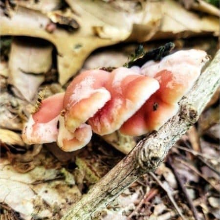 Phlebia incarnata Coral Pink Merulius, Coral Pink Wood Crust, Coral Pink Phlebia