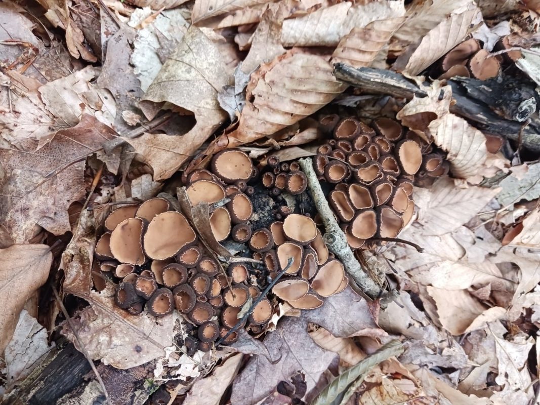 Rubber Cup Fungus (Galiella rufa)