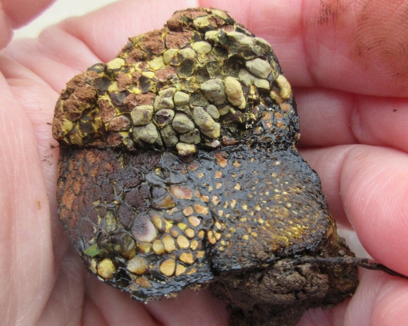 dyeball, dog turd fungus, horse dung fungus