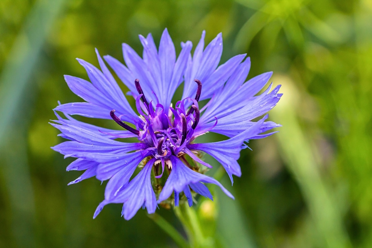 Centaurea cyanus