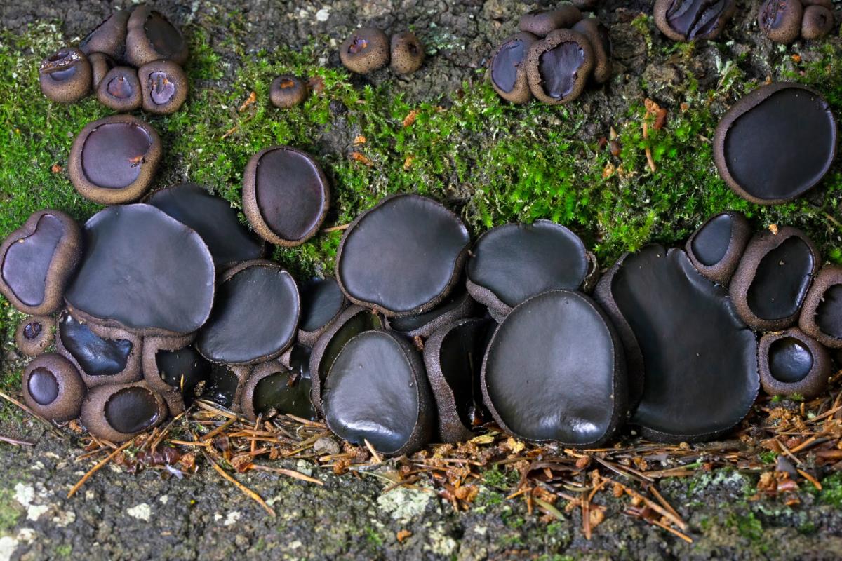 black jelly drops fungi
