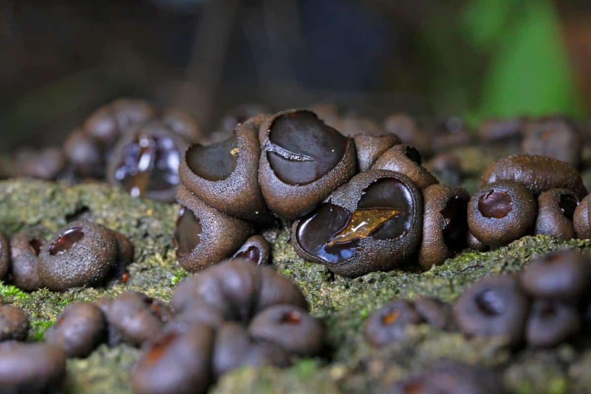 black jelly drop mushrooms