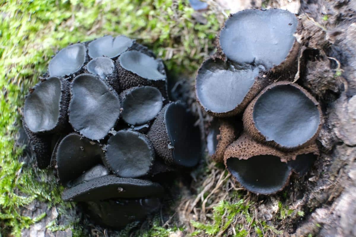 Black jelly drop start out as little urn shaped growth with a brown bumpy outer surface and gelatinous middle