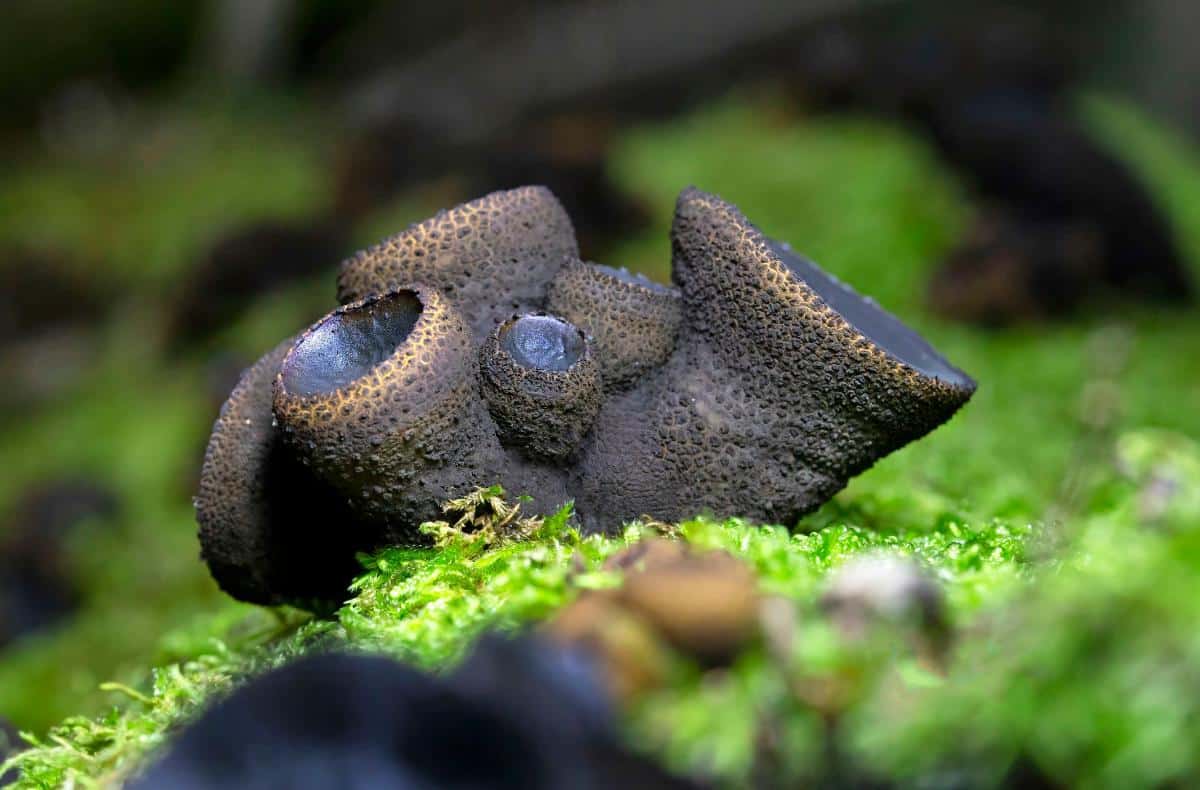 Black Bulgar, Rubber Buttons, Black Jelly Drops, Bachelor's Buttons, Poor Man’s Licorice