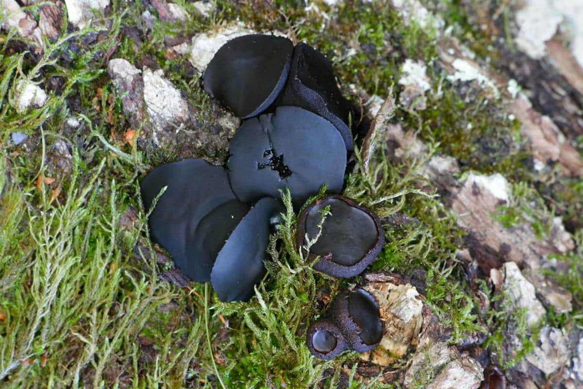 black jelly drops mushroom