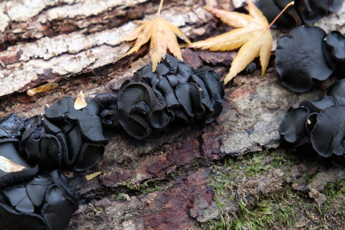 Black Bulgar, Rubber Buttons, Black Jelly Drops, Bachelor's Buttons, Poor Man’s Licorice