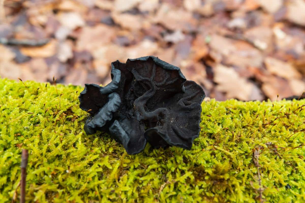 Exidia witches butter fungi