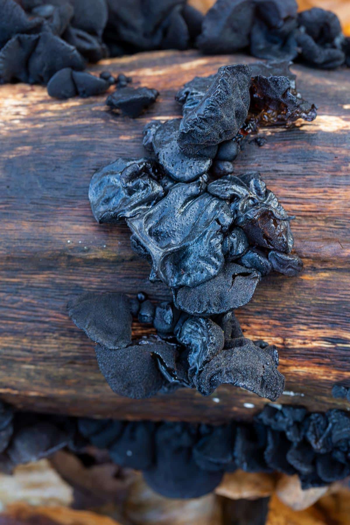 Black witch's butter