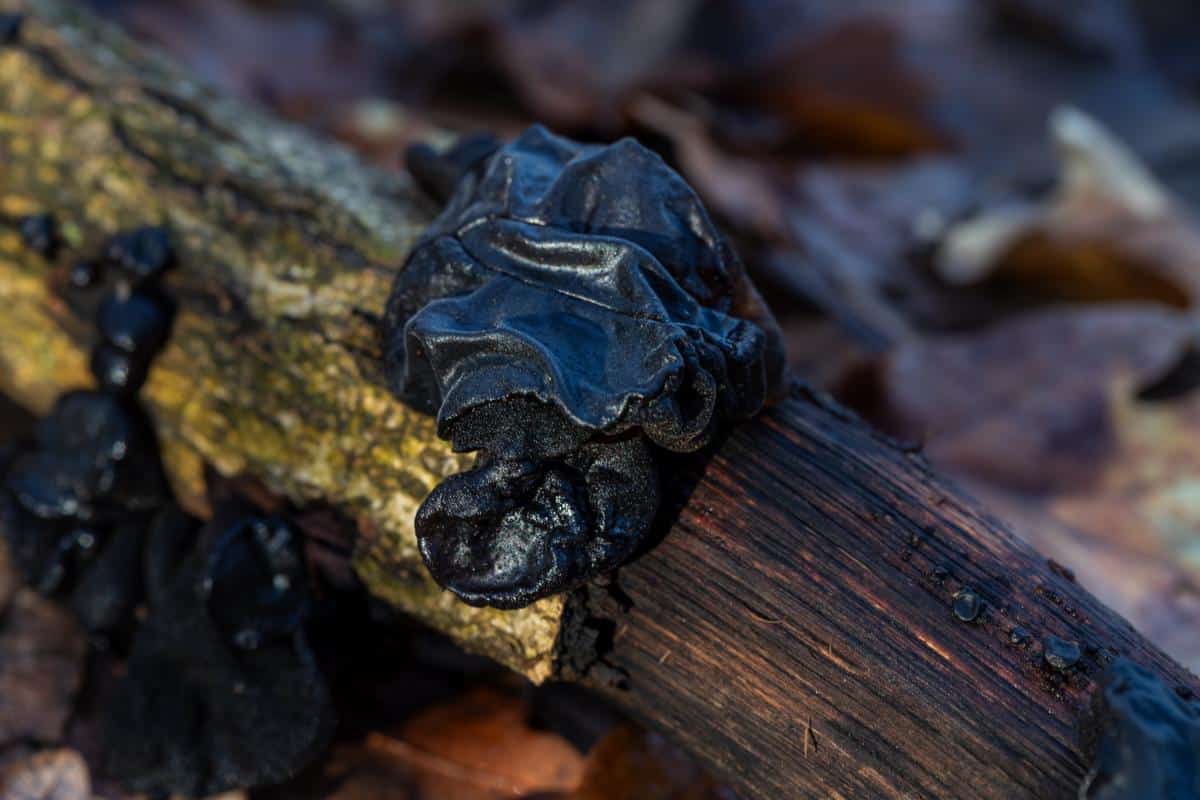 black witch's butter fungus