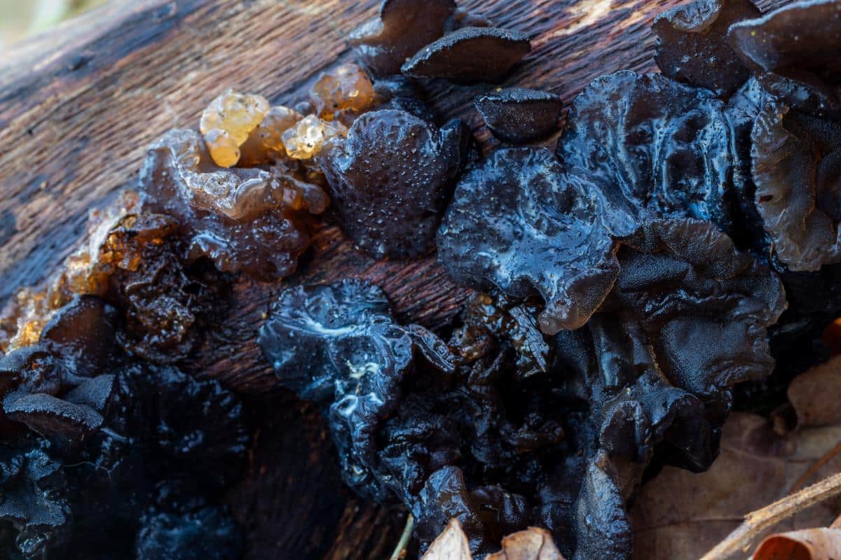 Witch's butter fungus exidia