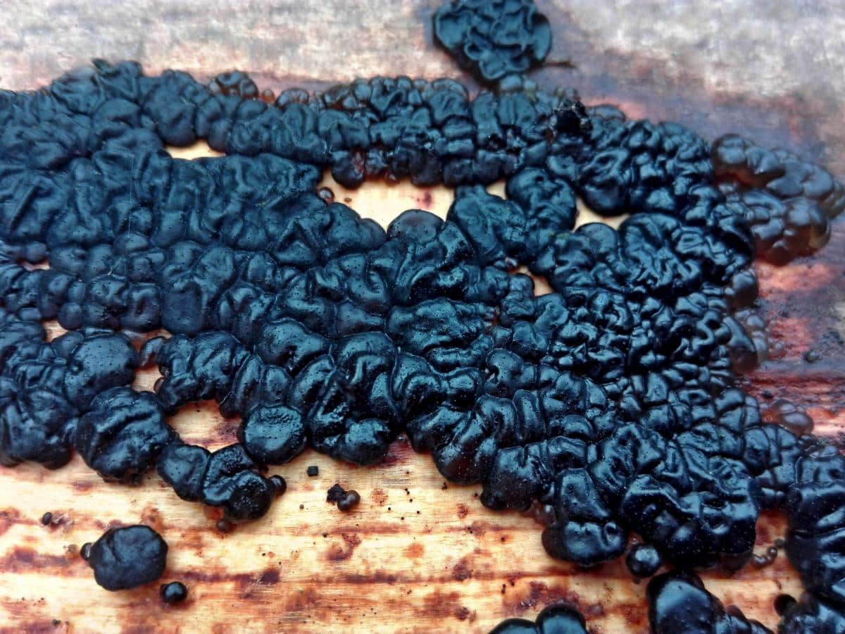 warlocks butter fungus