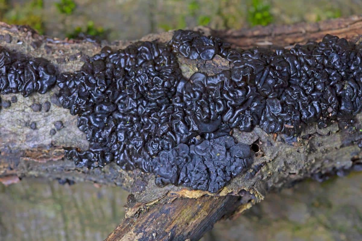 warlock's butter fungus