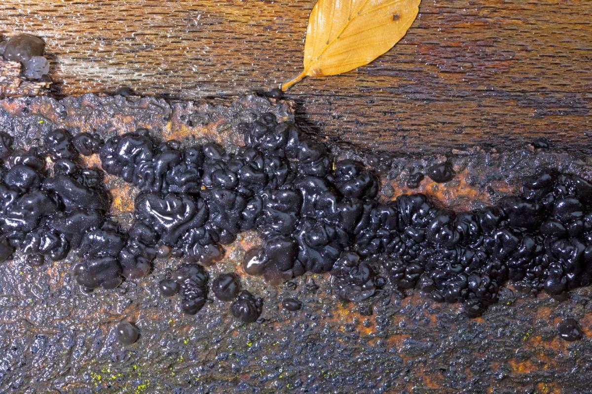 warlock's butter fungus