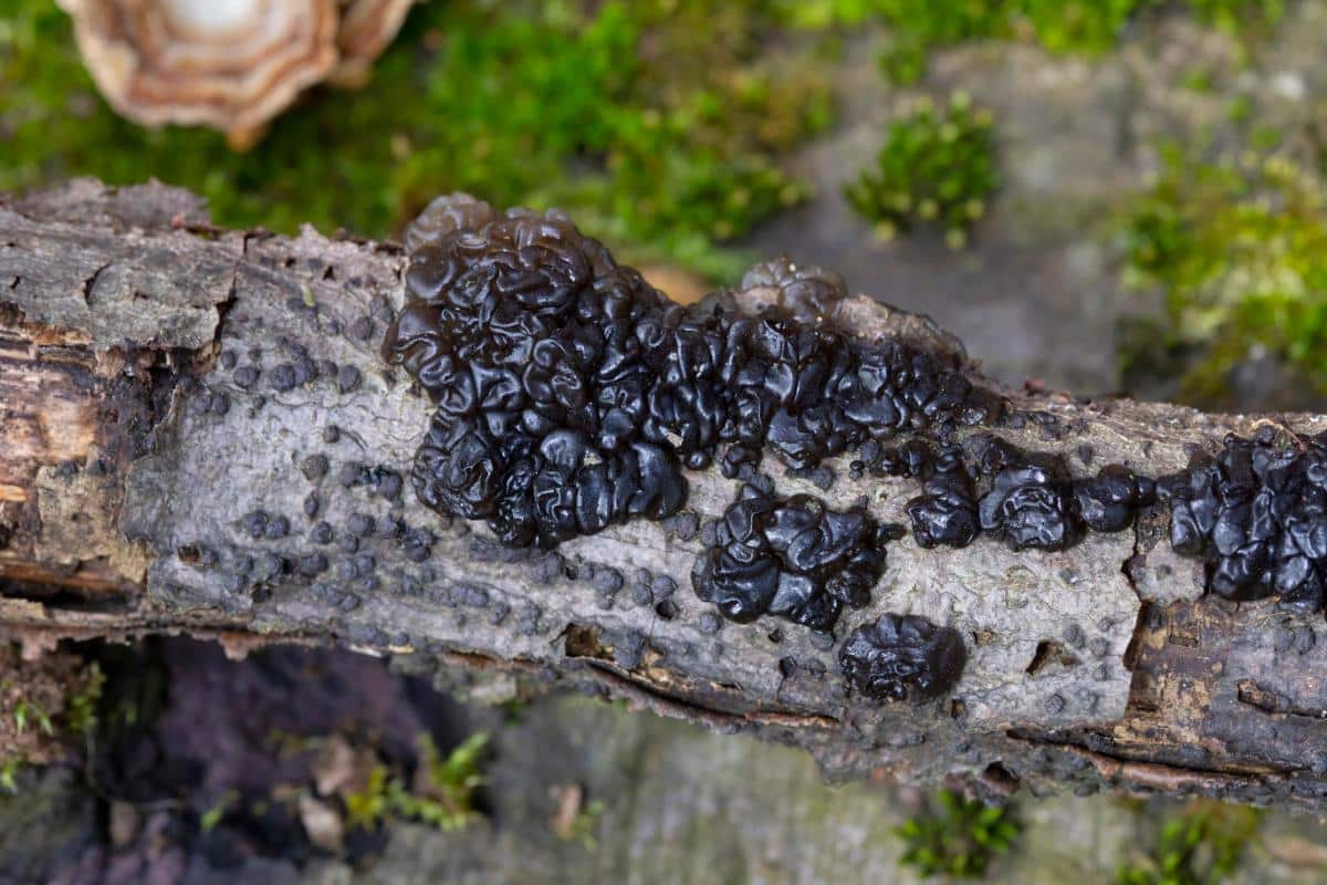 Exidia witch's butter