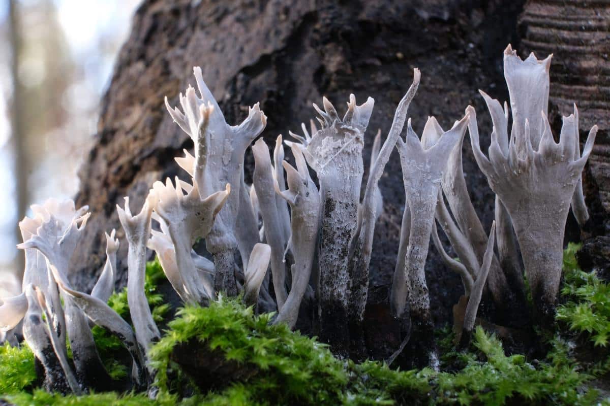 candlestick fungus aka stag's horns