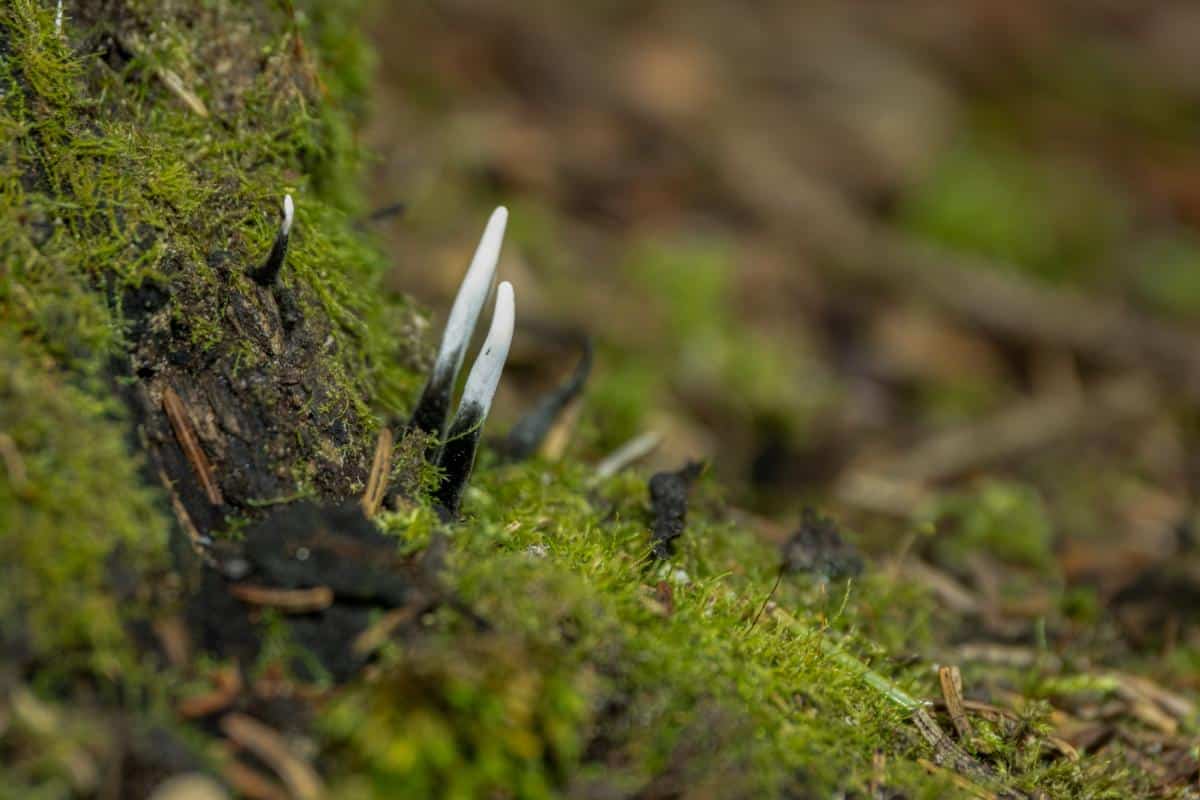 Xylaria hypoxylon