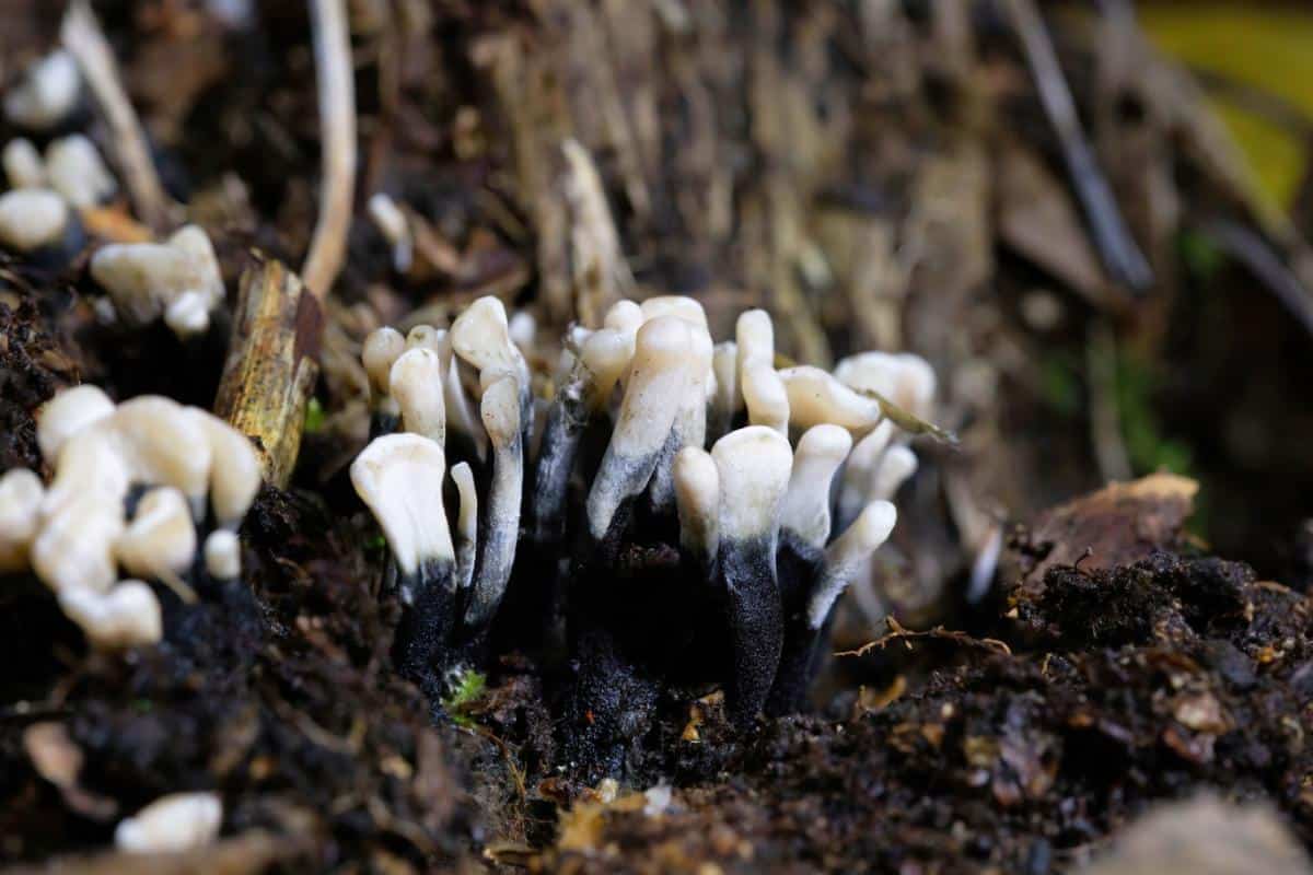 candlesnuff fungus