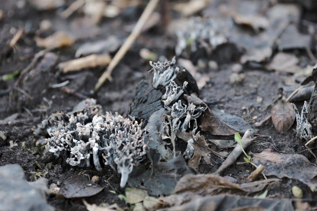 Xylaria hypoxylon