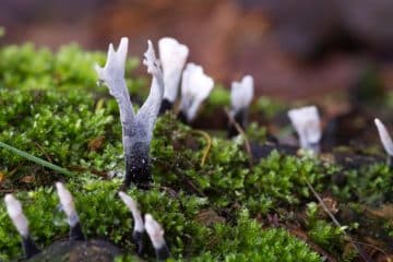 Acandle Insect Candlesnuff Fungus: Identification, Lookalikes, and Uses - Mushroom ...