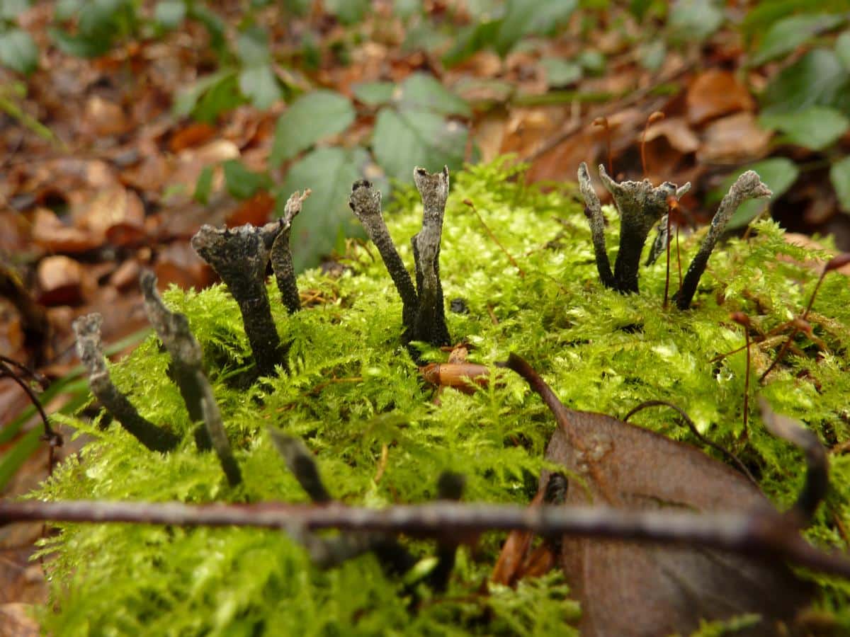 Xylaria hypoxylon