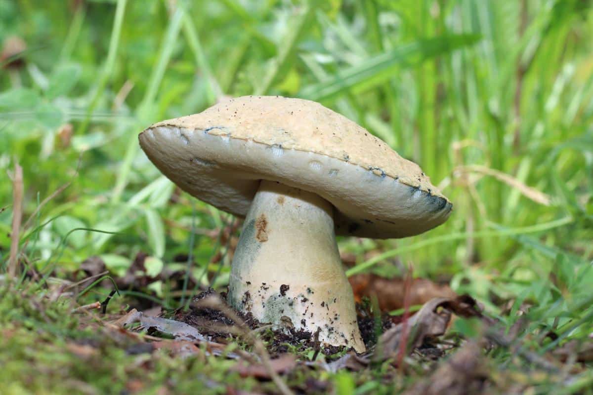 Gyroporus cyanescens