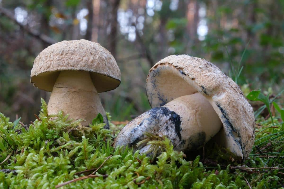cornflower bolete aka blueing bolete