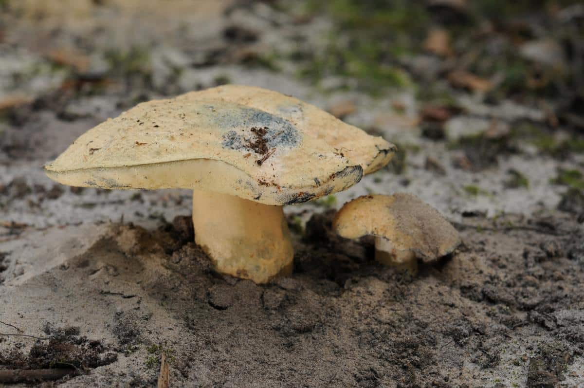 Gyroporus cyanescens blueing bolete