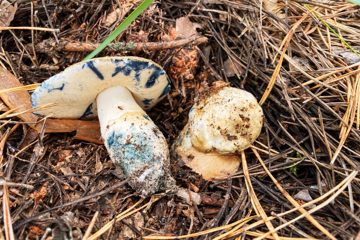 blueing bolete