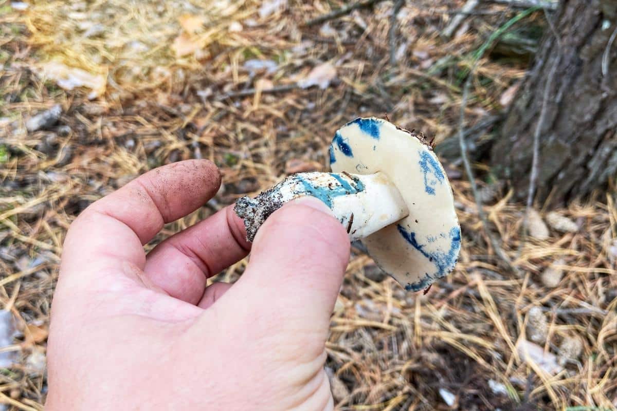 blueing bolete
