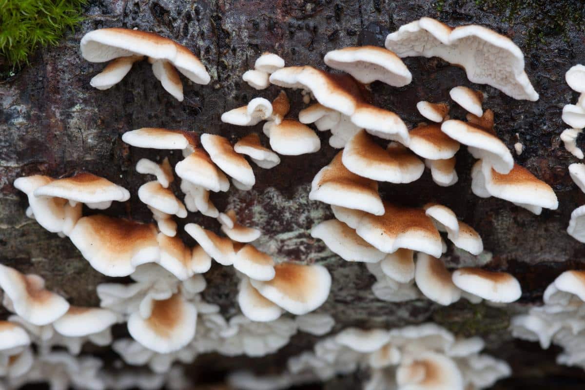 crimped gill fungus