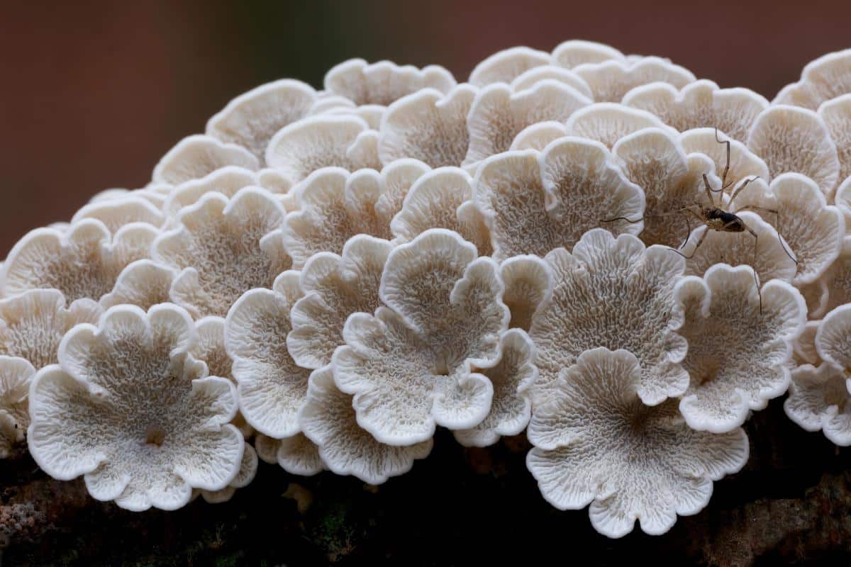 crimped gill fungus