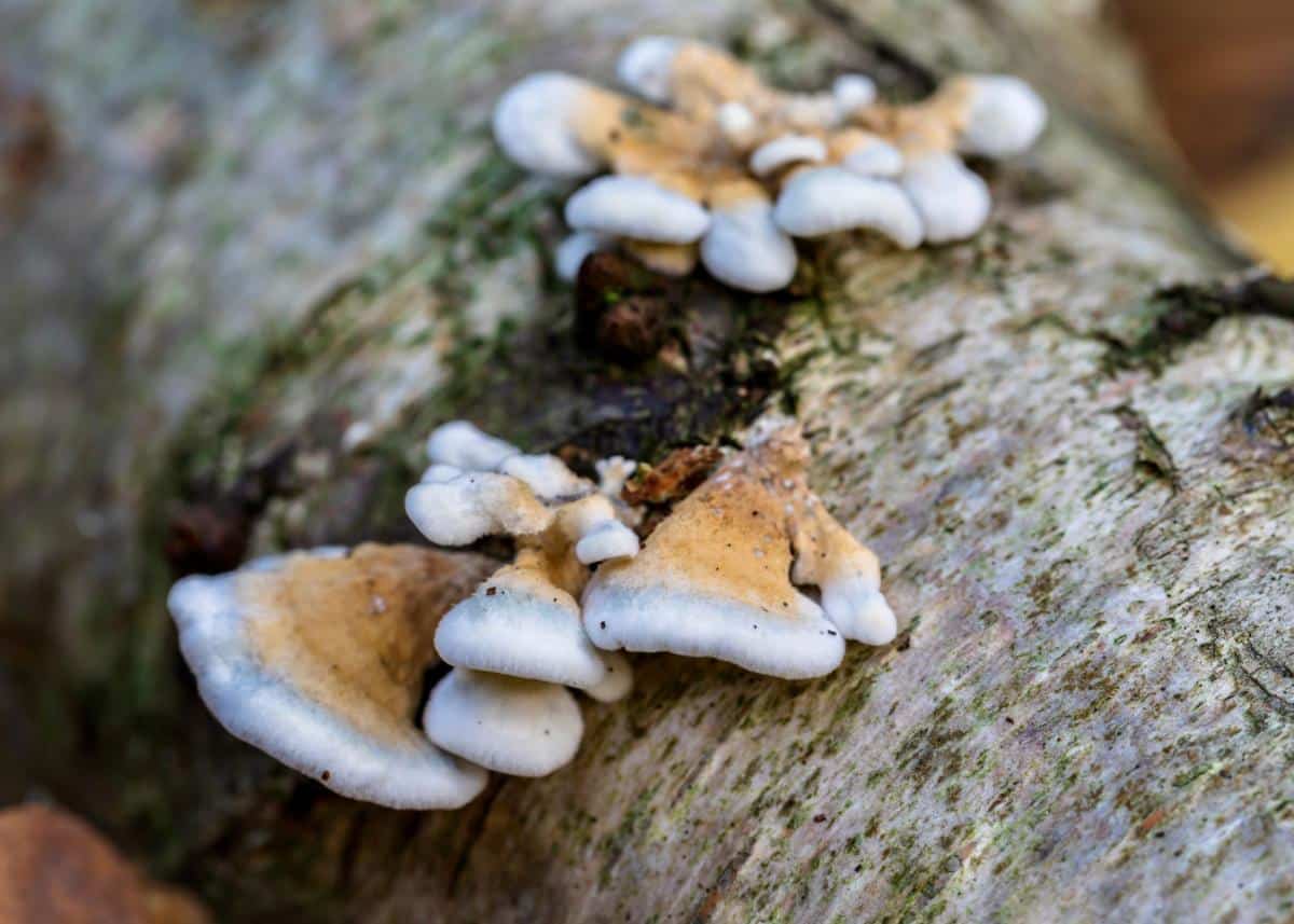 crimped gill mushroom