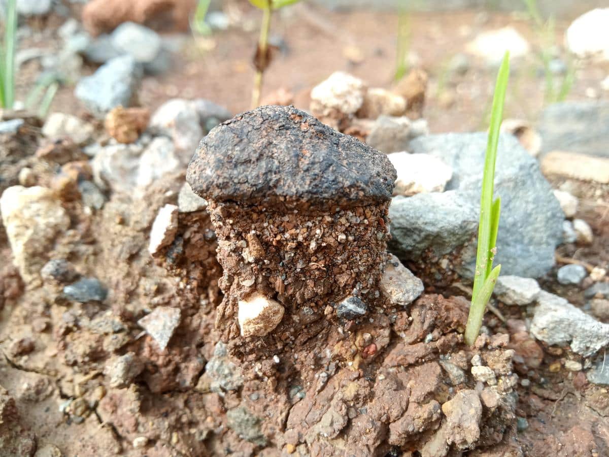 dead man's foot fungus