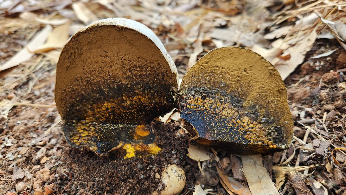 Pisolithus arrhizus aka Pisolithus tinctorius aka Pisolithus arenarius