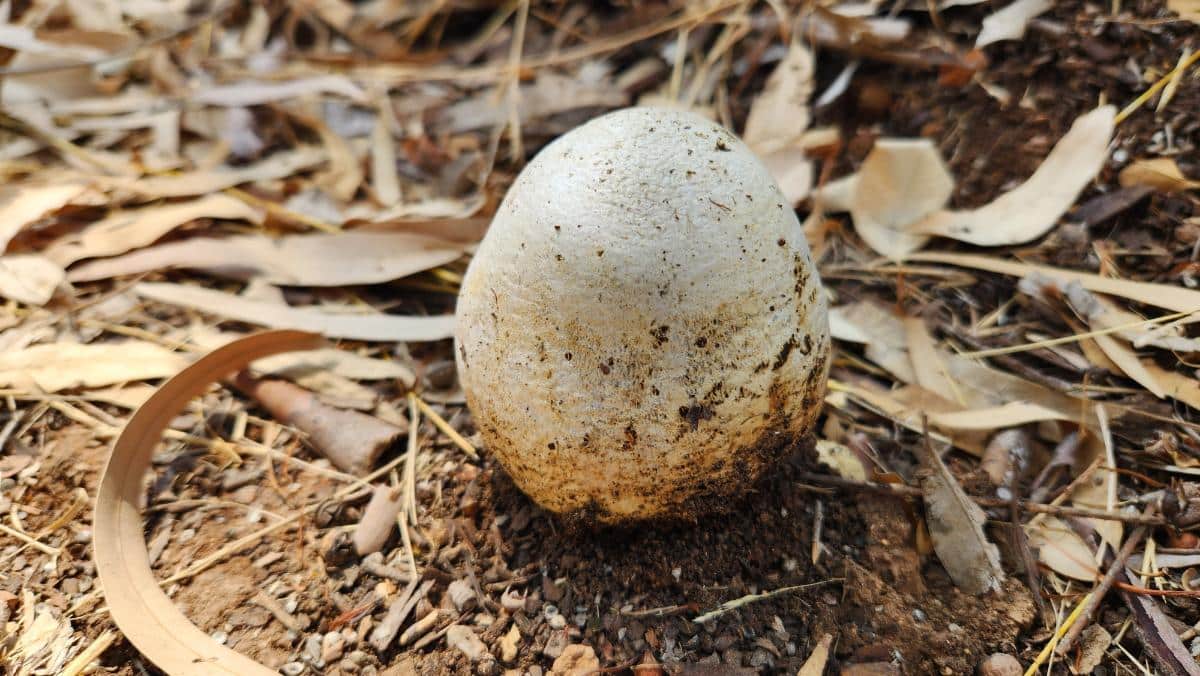 Pisolithus arrhizus aka Pisolithus tinctorius aka Pisolithus arenarius