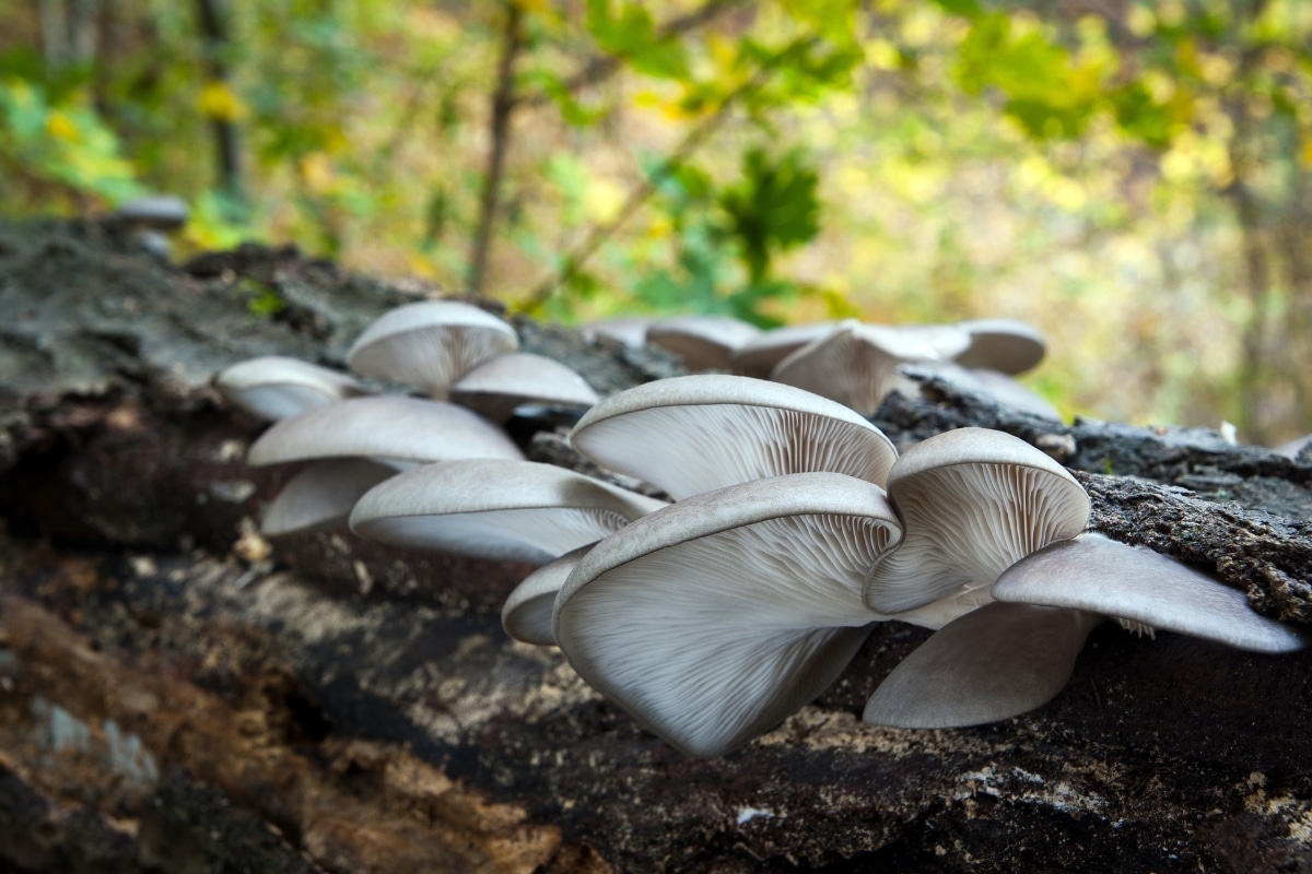 foraging oyster mushrooms